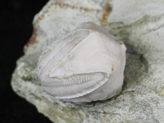 Blastoid (Pentremites) Fossil - Illinois #20873